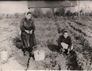 Tanya Dumesh's garden in Vishki.   This is Julia (on the right) and Tanya digging potatoes. (~1960)