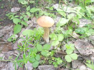 Springtime in the Jewish Cemetery in Vishki.  Orange-cap boletus, anyone?  :-) (2009)