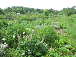 The garden behind the house (2009)