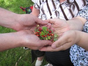 Bruce giving Julia some wild strawberries that he picked.   (2009)