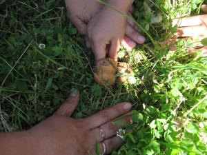 finding mushrooms! (2009)