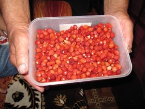 Wild Strawberries picked by Leonid (2009)